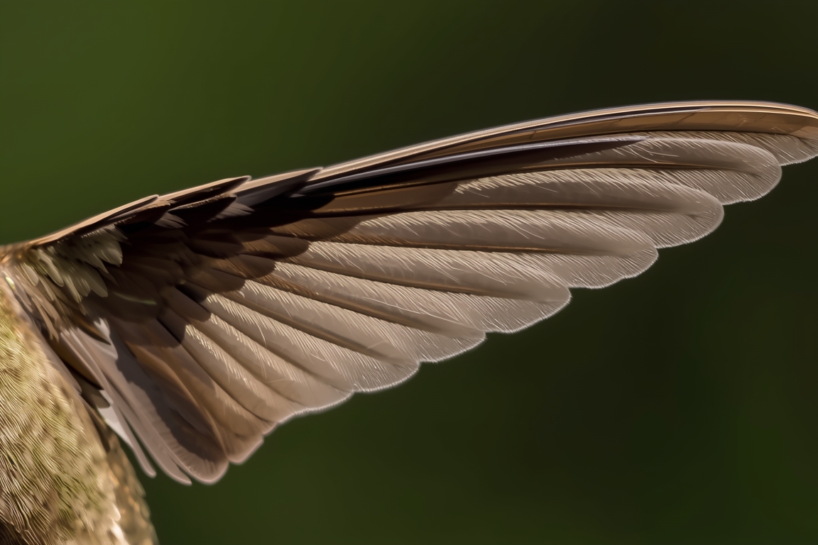 The Hummingbird Wing as a Metaphor for Speed